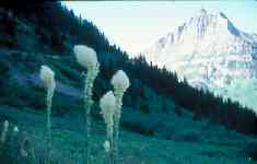 Beargrass