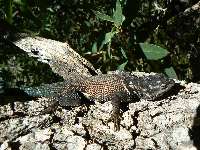 A Spiny Lizard Welcomes you