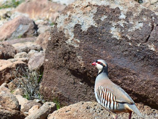 Movie of a Chukar - 7  mb