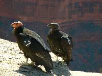 Condors waiting for you