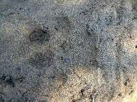 Cougar tracks in saturated sand.