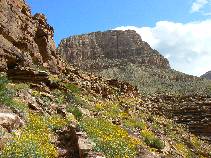 Day 2 - Brittlebush & Bradley Pt.