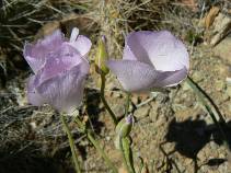 Mariposa or Sego Lily