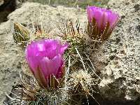 Cactus in Limestone