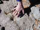 Dinosaur footprint on access trail