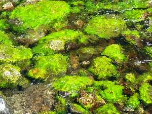 wjmt-day16-15-shimmering-moss.jpg (592070 bytes)