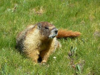 wjmt-day5-yellow-belly-marmot.jpg (676936 bytes)