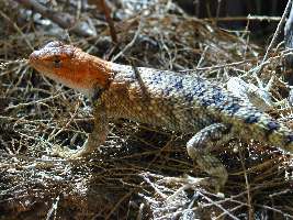 I'm Mr. Lizard, King of Kanab Creek, and I approve this trip report!