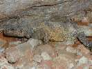 chuckwalla in the jumpup gorge