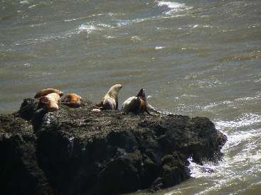 Sea Lion Rock - Day 1