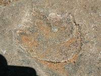 Dino Footprint