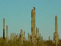 hawk on saguaro