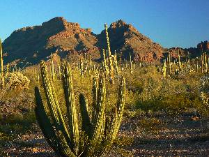 Welcome to the Organ Pipe Cactus WV report
