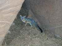 Kit Fox in Buckskin Gulch