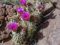 Happy cactus