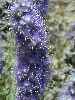 Purple Fringe