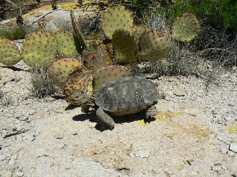 Movie of a desert tortoise