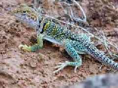 Smiling Colared Lizard - click to go to the Hotsprings Page
