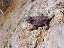 baby Horned Toad near Cedar Breaks NM
