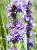 Purple Fringe flower - Humbolt Mountains, NV