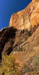 pano -West Rim Wall of Zion - vertical pano - scroll up-down to view it 
all (900 x 1767 pixels, 556kb)