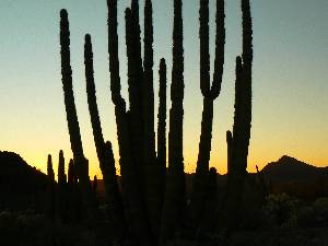 A Sonoran Solstice Saturnalia: Organ Pipe Cactus NM