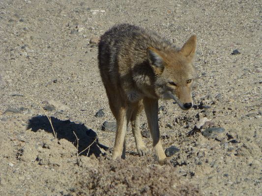 Movie of a ranging Coyote - 6.8mb