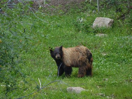 Movie - Bufous Bear in the LaSal Mountains
