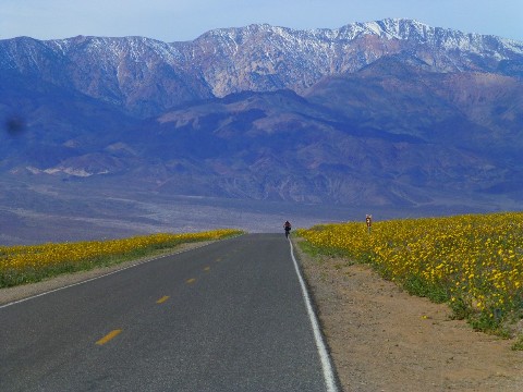 Death Valley Dreaming, 2016: Winter Escape to DV Super Bloom